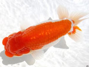 両毛愛魚会　取締一　田中　博