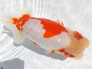 両毛愛魚会　取締二　北島欣一