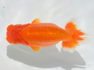 埼玉らんちう会　第四回研究会　立行司　 鈴木一男