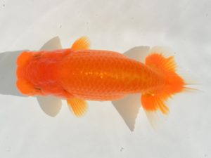 埼玉らんちう会　第四回研究会　取締一　小沢　功