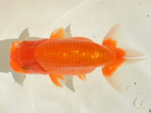 埼玉らんちう会　第四回研究会　取締二　五十嵐康則