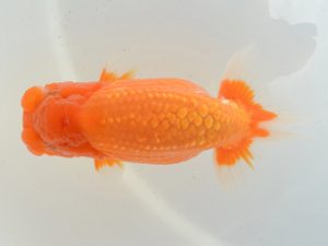 埼玉らんちう会　東大関　惣川正気　行田市