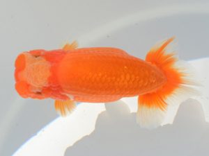 埼玉らんちう会 勧進元一　山口辰也　久喜市