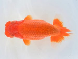 埼玉らんちう会 勧進元二　鈴木一男　さいたま市