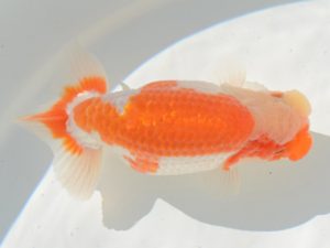 埼玉らんちう会 行司一　吉沢　勉　川越市