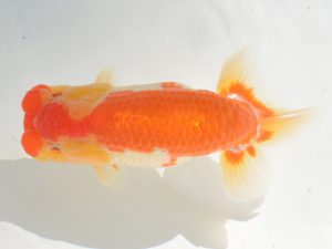 埼玉らんちう会 行司二　山口辰也　久喜市