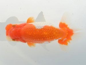 埼玉らんちう会 行司三　田巻洋一郎　さいたま市