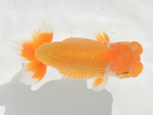 埼玉らんちう会 脇行司一　高梨　馨　川越市