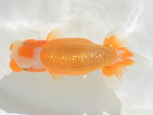 埼玉らんちう会 脇行司二　黒澤郁夫　伊奈町