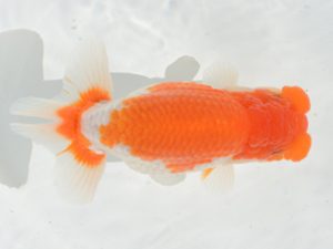 埼玉らんちう会　西大関　吉沢　勉　川越市