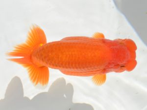 埼玉らんちう会　立行司　本山隆史　桶川市