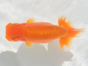 埼玉らんちう会　取締一　田巻洋一郎　さいたま市