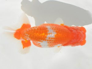 埼玉らんちう会　取締二　宮本好史　さいたま市