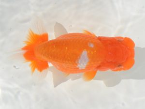 埼玉らんちう会 西関脇　惣川正気　行田市