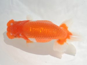 埼玉らんちう会 西小結　國分賢一　郡山市