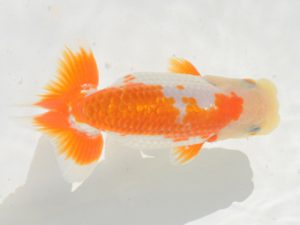 埼玉らんちう会　東大関　田巻洋一郎　さいたま市