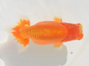 埼玉らんちう会　西大関　山口辰也　久喜市