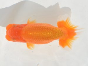 埼玉らんちう会　立行司　田巻洋一郎　さいたま市