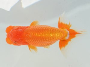 埼玉らんちう会　取締一　今井茂男　さいたま市