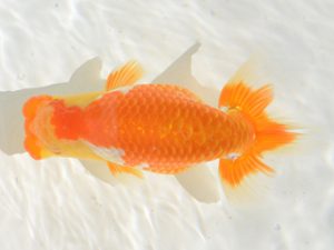 埼玉らんちう会　取締二　山口辰也　久喜市