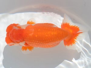 埼玉らんちう会　東大関　宮本好史　さいたま市