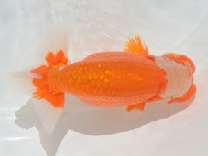 埼玉らんちう会　西大関　山中静郎　久喜市