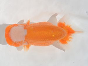 埼玉らんちう会　立行司　山中静郎　久喜市