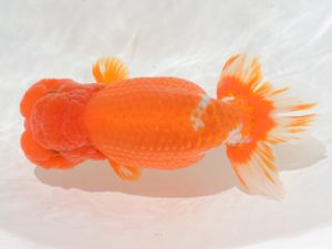 埼玉らんちう会　取締一　本山隆史　桶川市