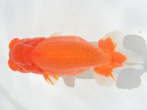 埼玉らんちう会　取締二　宮本好史　さいたま市