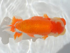 埼玉らんちう会　東大関　山口辰也　久喜市