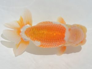 埼玉らんちう会　西大関　水澤文彦　さいたま市