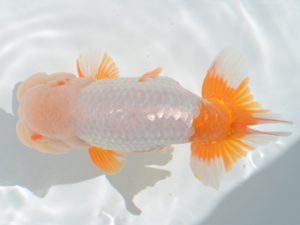 埼玉らんちう会　立行司　山中静郎　久喜市