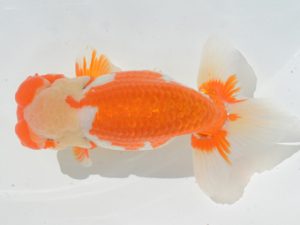 埼玉らんちう会　取締一　山中静郎　久喜市