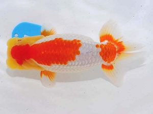 西部本部 東大関 西口武志 大阪 西部本部 東大関 西口武志 大阪