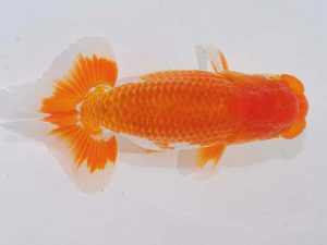 西部本部 勧進元一 原田和彦 岡山 西部本部 勧進元一 原田和彦 岡山