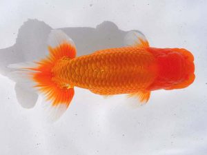 西部本部 勧進元二 木村太一 岡山 西部本部 勧進元二 木村太一 岡山