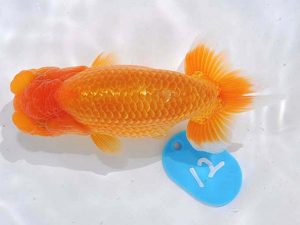 西部本部 行司一 石川佳二 愛媛 西部本部 行司一 石川佳二 愛媛