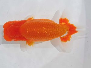 西部本部 行司二 津島洋介 愛媛 西部本部 行司二 津島洋介 愛媛