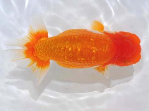 西部本部 脇行司二 西口武志 大阪 西部本部 脇行司二 西口武志 大阪