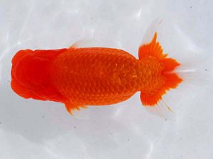 西部本部 立行司 児子敏雄 岡山 西部本部 立行司 児子敏雄 岡山