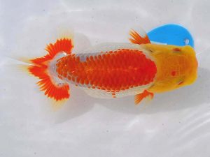 西部本部 東取締 真島恵介 佐賀 西部本部 東取締 真島恵介 佐賀