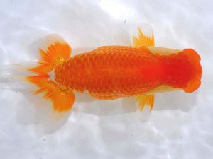 西部本部 西取締 清水正雄 山口 西部本部 西取締 清水正雄 山口