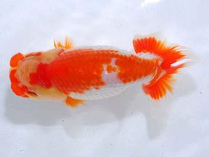 西部本部 東関脇 中下 勉 広島 西部本部 東関脇 中下 勉 広島