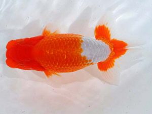 西部本部 西関脇 児子敏雄 岡山 西部本部 西関脇 児子敏雄 岡山