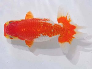 西部本部 東小結 岩下孝広 広島 西部本部 東小結 岩下孝広 広島