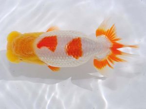 西部本部 西小結 濱田英明 和歌山 西部本部 西小結 濱田英明 和歌山