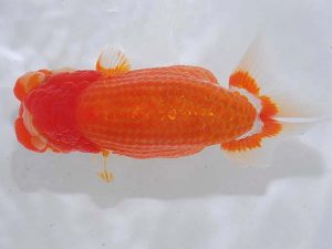 西部本部 勧進元二 八木廣光 福岡 西部本部 勧進元二 八木廣光 福岡