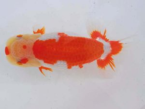 西部本部 行司一 浦田智和 熊本 西部本部 行司一 浦田智和 熊本