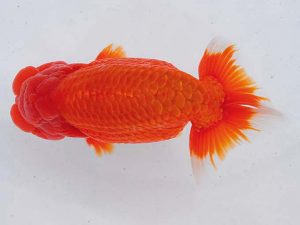 西部本部 行司二 西岡 啓 大阪 西部本部 行司二 西岡 啓 大阪