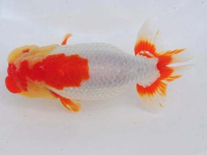 西部本部 行司三 杉本貴史 兵庫 西部本部 行司三 杉本貴史 兵庫